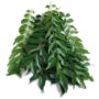 కరివేపాకు per PCS (SKU: 0461) (Curry Leaves)