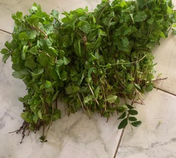 పుదీనా  (Pudina)