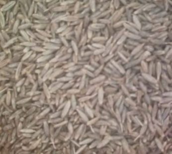 Cumin Seeds 50 gm