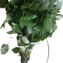 గోంగూర per PCS (SKU: 0583) (Gongura) (Sorrel Leaves)