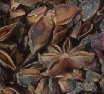 Star Anise/Nut Mug Flower 20 gm