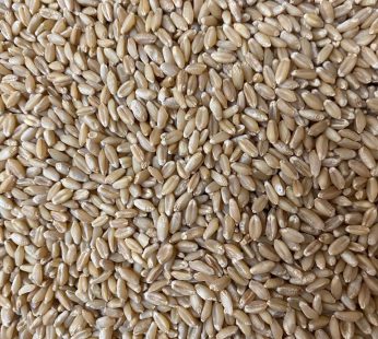 Wheat 500 gm