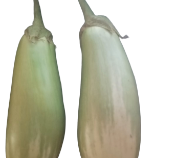 తెల్ల ఒంకాయలు (Brinjal Big) (SKU: 513)